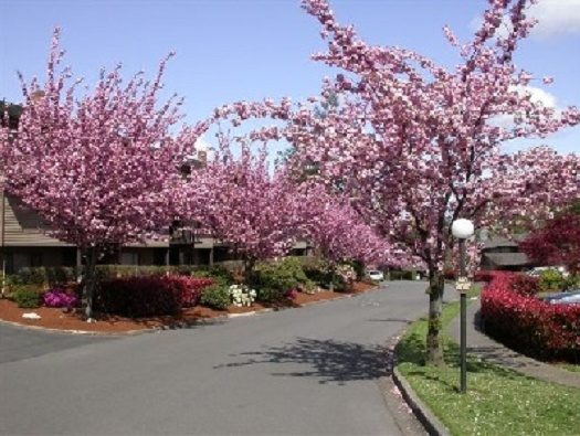 Glen Acres Drive Glen Acres Drive