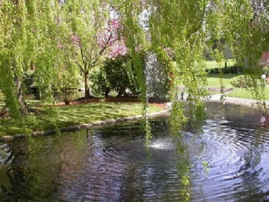 Large Pond Large Pond